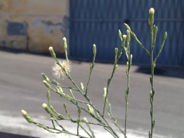 Asteracea alta e sottile - Symphyotrichum squamatum